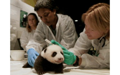 Imagen del club veterinario