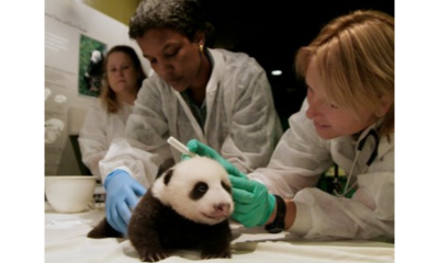 Imagen del club veterinario