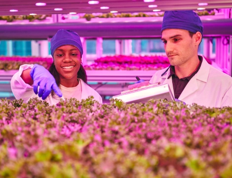 Dos científicos con batas de laboratorio y gorras azules examinan plantas en una granja vertical. La escena está iluminada con luces de cultivo rosas, que crean una atmósfera concentrada e innovadora.